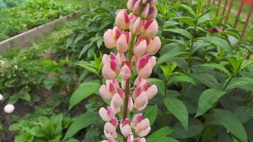 flores de lupino rosadas, multicolores, blancas y moradas. concepto de vacaciones de primavera o verano, día de la madre, pascua. jardín lupino florece maravillosamente. género de gramíneas anuales y perennes de la familia de las leguminosas video