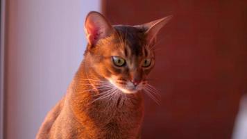 Abyssinian cat portrait on a loggia in the rays of the setting sun