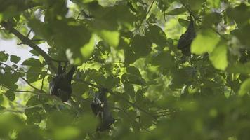 Three Lyle's flying fox Pteropus lylei hangs on a tree branch, slow motion video