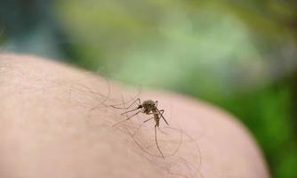 A striped mosquito landed on a man's leg against a background of grass photo