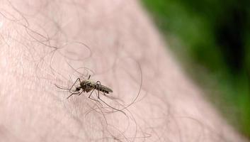 Background image of a mosquito biting a man's leg photo