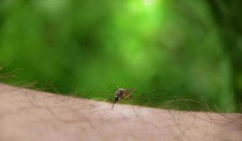 During the daytime, a mosquito drinks blood on a person's skin photo