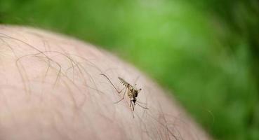 A mosquito drinks blood on a person's skin outdoors photo