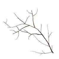 The dry part of the branch is isolated on a white background photo