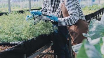 agricultora trabajando temprano en la granja sosteniendo una cesta de madera de verduras frescas y tabletas video