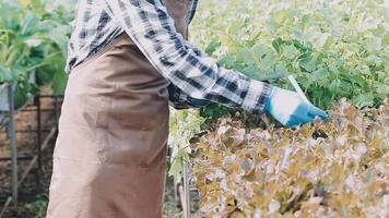 female farmer working early on farm holding wood basket of fresh vegetables and tablet video