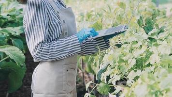 female farmer working early on farm holding wood basket of fresh vegetables and tablet video