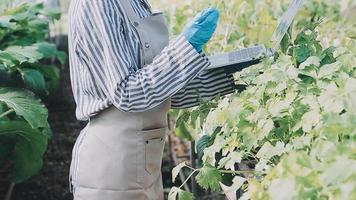 female farmer working early on farm holding wood basket of fresh vegetables and tablet video