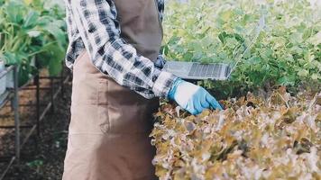 female farmer working early on farm holding wood basket of fresh vegetables and tablet video