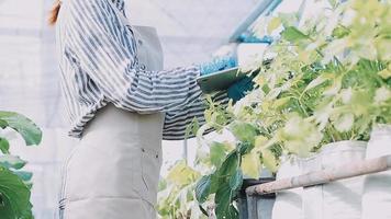 female farmer working early on farm holding wood basket of fresh vegetables and tablet video