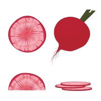 Radish vector stock illustration. Turnip. Pickled root vegetables. Isolated on a white background.