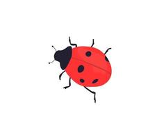 Ladybug, insect, beetle, animal. Vector illustration. Isolated on a white background.