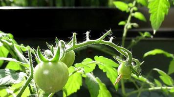 Grüne Tomate auf dem Balkon video