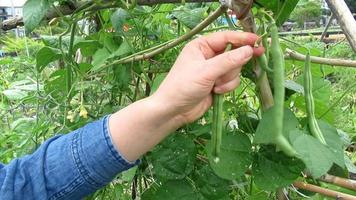 pick green beans in the garden video