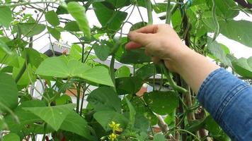 grüne Bohnen im Garten pflücken video