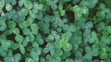 Close-up of green clover leaves with water drops from rain or morning dew. Abstract natural soft background with copy space, top view. photo