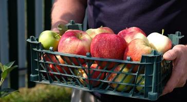 Farmer holding a plastic crate with freshly picked apples. Harvesting fruit in garden at autumn. Red apple from organic farm. Red yellow apples in a plastic crate. Template for advertising. Close-up. photo