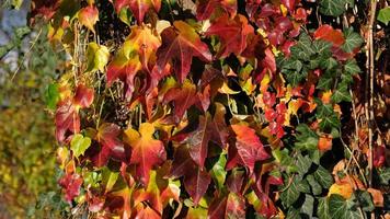 Climbing ornamental plant with bright red leaves of maiden grapes on wall in fall. Bright colors of autumn. Parthenocissus tricuspidata or Boston ivy changing color in Autumn. Nature pattern photo