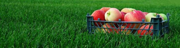 Red yellow apples in a plastic crate on the green grass. Harvesting fruit in garden at autumn, harvest festival season. Apples from organic farm. Template for advertising. photo