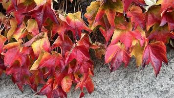 Climbing ornamental plant with bright red leaves of maiden grapes on concrete wall in fall. Bright colors of autumn. Parthenocissus tricuspidata or Boston ivy changing color in Autumn. Nature pattern photo