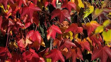 Climbing ornamental plant with bright red leaves of maiden grapes on wall in fall. Bright colors of autumn. Parthenocissus tricuspidata or Boston ivy changing color in Autumn. Nature pattern photo