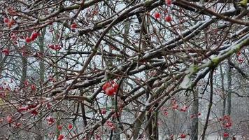 buske av röd viburnum med bär i de snö. snöar video