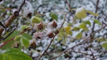 The first snow on raspberry flowers and on the leaves of the bush. video