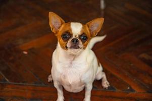 Cute chihuahua dog.The Chihuahua is the smallest breed of dog, and is named after the Mexican state of Chihuahua photo