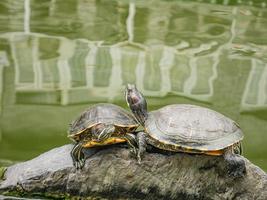 Turtle in the water pond with refraction of the tree and building on the water on the hualin street guangzhou china photo