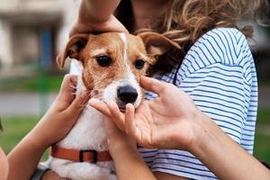 Children hands caressing dog outdoors. Owner walks with a dog photo