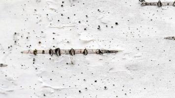 White trunk tree with lines background seamless loop. Birch tree bark texture. video