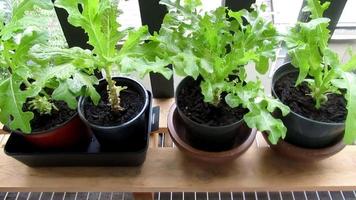 balcone giardino, lattuga nel pentola video