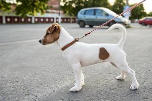 Owner walking jack russell terrier dog outside photo