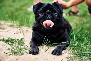 Portrait of pug dog on the grass, closeup photo