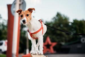 Dog portrait. Jack Russel terrier walk outdoors photo