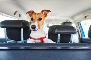 Jack Russell terrier dog looking out of car seat photo