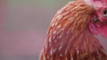 Hen head in close-up macro view shows red cockscomb and brown feather with chicken beak of attentive hen curious watching on organic farm with free range farmyard for happy chicken farming husbandry video