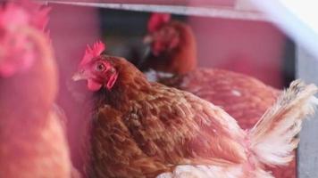 la cabeza de gallina en la vista macro de primer plano muestra peine de gallo rojo y pluma marrón con pico de pollo de gallina atenta observando con curiosidad en una granja orgánica con corral de campo libre para la cría feliz de pollos video