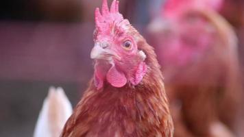 la cabeza de gallina en la vista macro de primer plano muestra peine de gallo rojo y pluma marrón con pico de pollo de gallina atenta observando con curiosidad en una granja orgánica con corral de campo libre para la cría feliz de pollos video