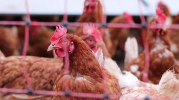 pollo maltratado en granja de pollos de corral y cría de ganado muestra malas condiciones en forma de plumas faltantes enfermedad y enfermedades de aves de corral no saludables en especies problemas de cultivo inadecuados video