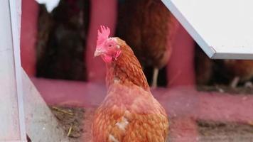 Mistreated chicken on free range chicken farm and stock breeding shows bad conditions in form of missing feathers sickness and diseases of unhealthy poultry in species inappropriate farming problems video