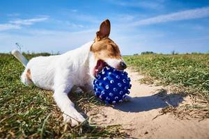 Happy dog play with ball in the field in summer day photo