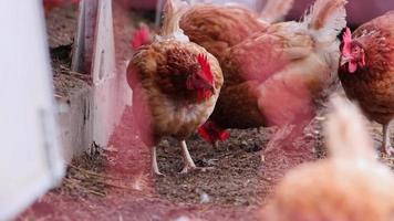 Mistreated chicken on free range chicken farm and stock breeding shows bad conditions in form of missing feathers sickness and diseases of unhealthy poultry in species inappropriate farming problems video