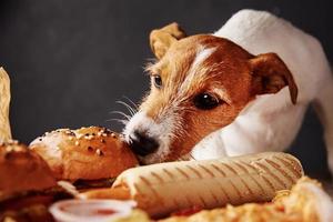 perro hambriento robando comida de la mesa. foto