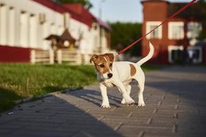Owner walking jack russell terrier dog outside photo