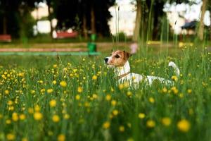 Portrait of jack russell terrier dog in the park photo