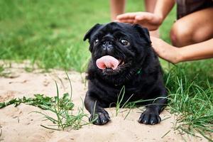 Portrait of pug dog on the grass, closeup photo