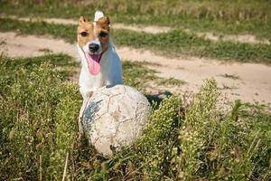 perro feliz juega con la pelota en el campo en el día de verano foto