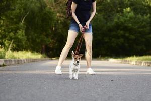 Owner walking jack russell terrier dog outside photo