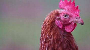 la cabeza de gallina en la vista macro de primer plano muestra peine de gallo rojo y pluma marrón con pico de pollo de gallina atenta observando con curiosidad en una granja orgánica con corral de campo libre para la cría feliz de pollos video